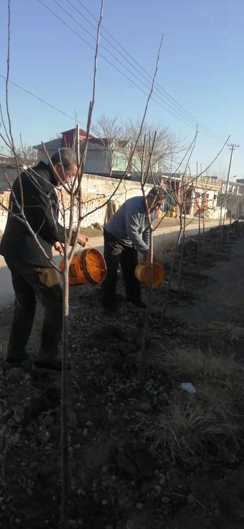 霸王营浇树1.jpg